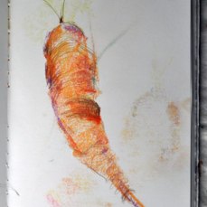 Carrot pastel study